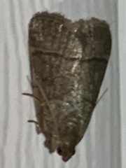 Hypsopygia nostralis