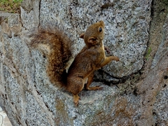 Sciurus aestuans