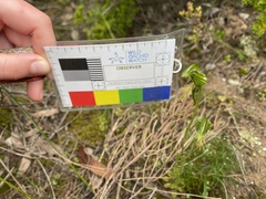 Pterostylis plumosa