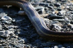 Thamnophis saurita