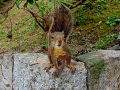 Sciurus aestuans