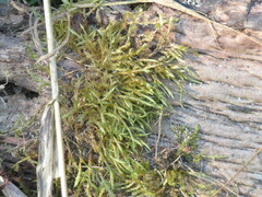 Calliergonella cuspidata