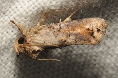 Acrolophus piger