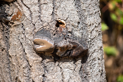 Phellinus tremulae