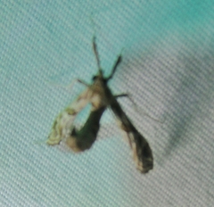 Lineodes