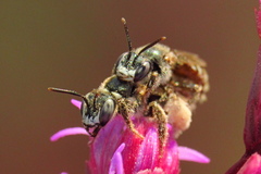 Cockerellia