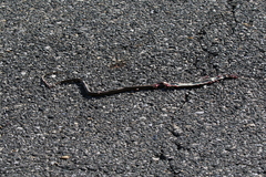 Thamnophis saurita