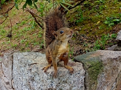 Sciurus aestuans