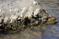 Crassostrea virginica