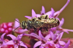 Cockerellia