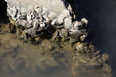 Crassostrea virginica