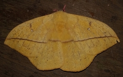 Lonomia