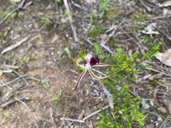 Caladenia tentaculata