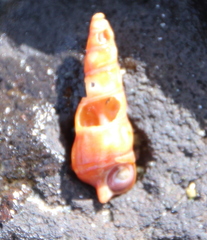 Zeacumantus lutulentus