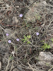 Ipomoea costellata
