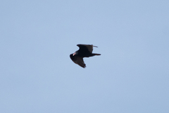 Cathartes aura septentrionalis