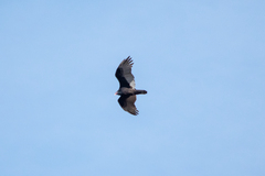 Cathartes aura septentrionalis
