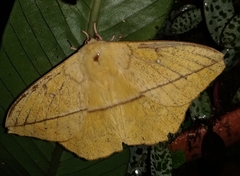 Lonomia