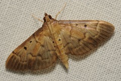 Herpetogramma bipunctalis