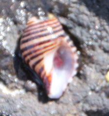 Buccinulum pallidum powelli