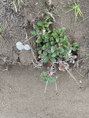 Eriogonum latifolium