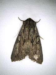 Fishia yosemitae