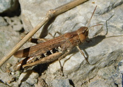 Glyptobothrus