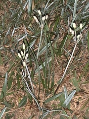 Nothoscordum bivalve