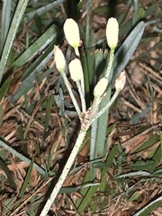 Nothoscordum bivalve