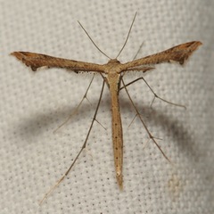 Stenoptilodes taprobanes