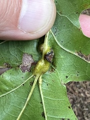 Melikaiella tumifica