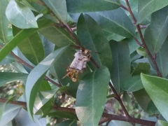 Mischocyttarus mexicanus cubicola