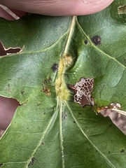 Melikaiella tumifica