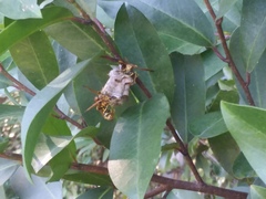 Mischocyttarus mexicanus cubicola
