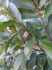 Mischocyttarus mexicanus cubicola
