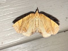 Eulithis diversilineata