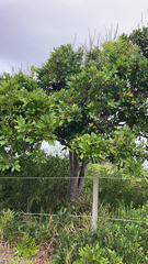 Cupaniopsis anacardioides