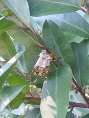Mischocyttarus mexicanus cubicola