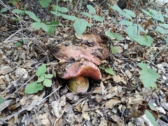 Rubroboletus eastwoodiae