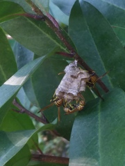 Mischocyttarus mexicanus cubicola