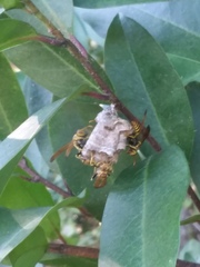 Mischocyttarus mexicanus cubicola