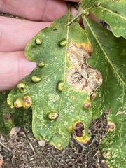 Aceria querci
