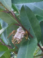 Mischocyttarus mexicanus cubicola