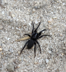 Zelotes
