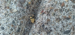 Vespula pensylvanica