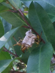 Mischocyttarus mexicanus cubicola