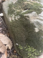 Hygroamblystegium humile