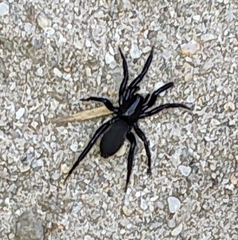 Zelotes