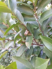 Mischocyttarus mexicanus cubicola
