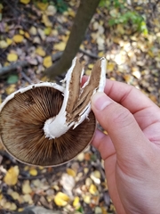 Hemipholiota populnea